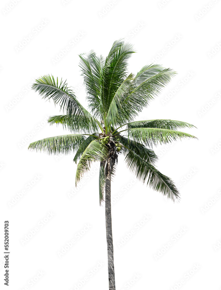 Obraz premium Coconut tree on white background isolated