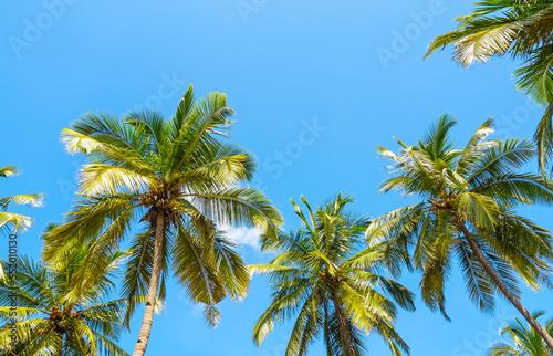 Panoramic view of summer landscape with coconut palm trees and blue sky as tropical background