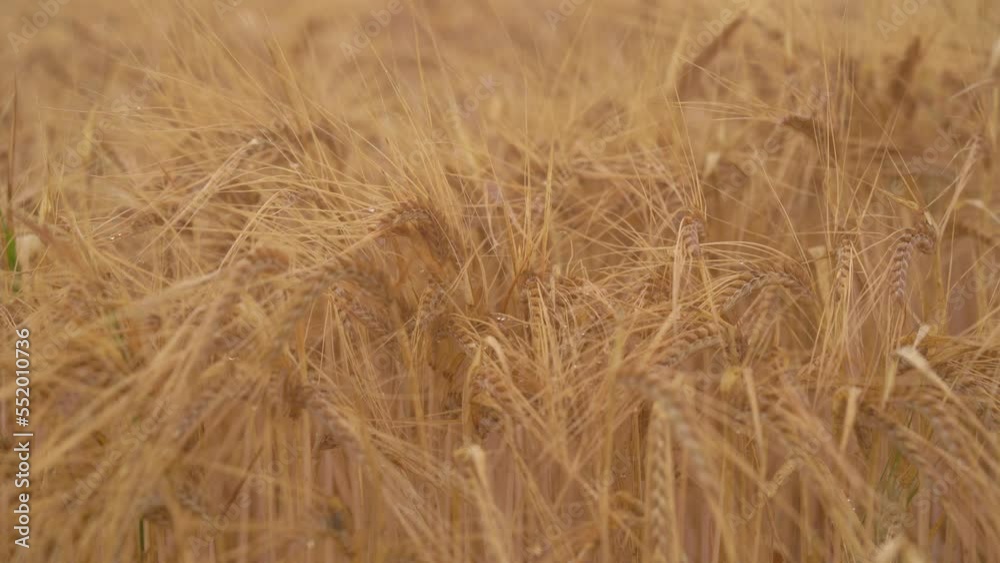 Spikelet Of Golden Wheat Crop With Grain Sway In Soft Wind. Closeup, Macro Spikelet Of Golden Wheat Crop With Grain Sway In Soft Wind. Closeup, Macro