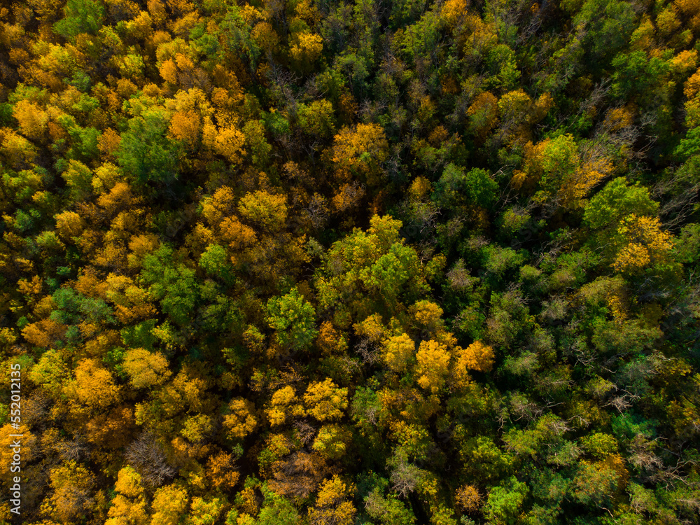 background of yellow and green trees viewed from above background of yellow and green trees viewed from above
