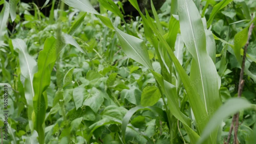 Green leaves swaying in the wind. Plant stem. Fresh green grass. Healthy fresh herbs grown in the garden. Green leaves swaying in the wind. Plant stem. Fresh green grass. Healthy fresh herbs grown in the garden.