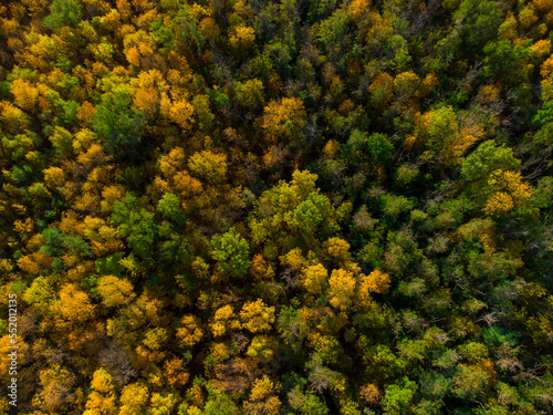 background of yellow and green trees viewed from above