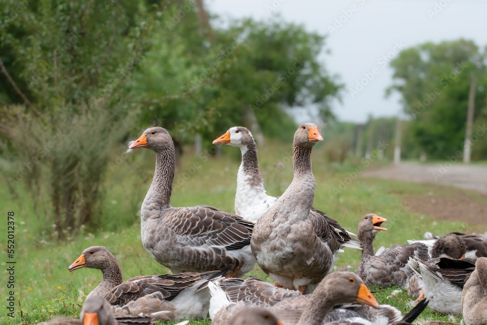 Obraz premium Gray beautiful geese in a pasture in the countryside walk on the green grass. Livestock farm birds. Animal breeding.