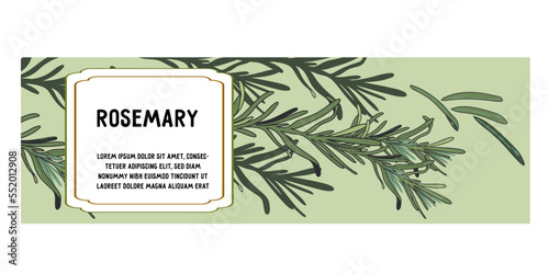Rosemary spices and oil label or horizontal banner hand drawn design for food and cosmetic aromatherapy products packaging, sketch vector illustration. Rosemary label background.