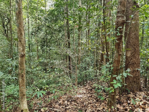 forest in spring