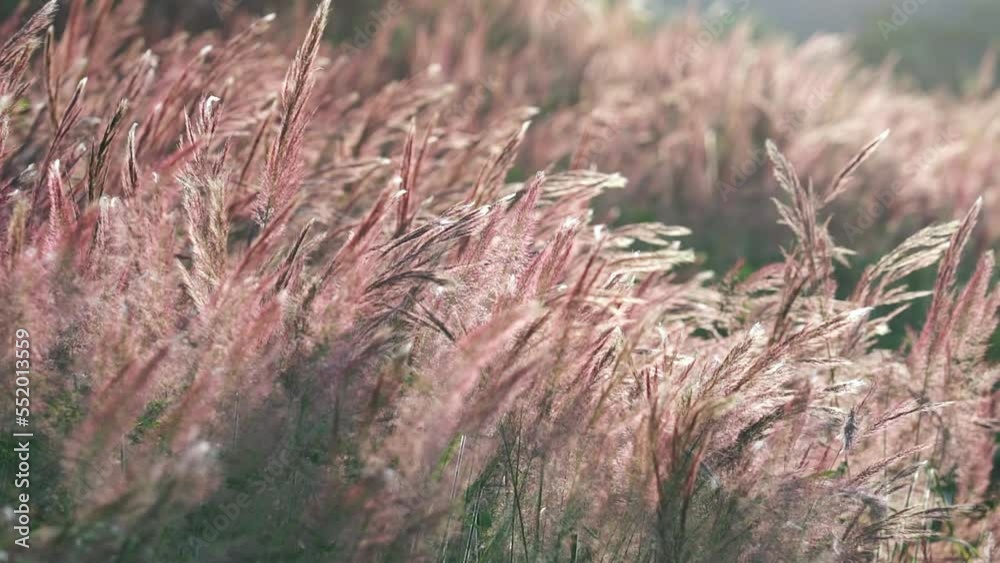 Beautiful purple Pennisetum setaceum Grasses field in the afternoon sunlight glittering with nature blurred background Beautiful purple Pennisetum setaceum Grasses field in the afternoon sunlight glittering with nature blurred background