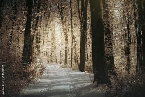 morning light on snowy path...