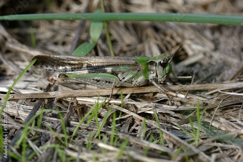 Band-winged grasshopper (Aiolopus puissanti) on the ground