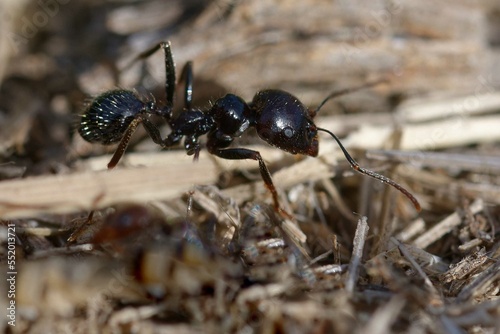 Harvester (Messor barbarus) on the ground © André LABETAA