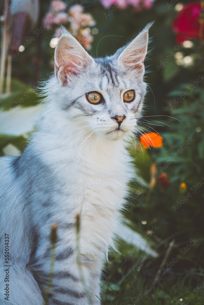 Junge Katze im Garten