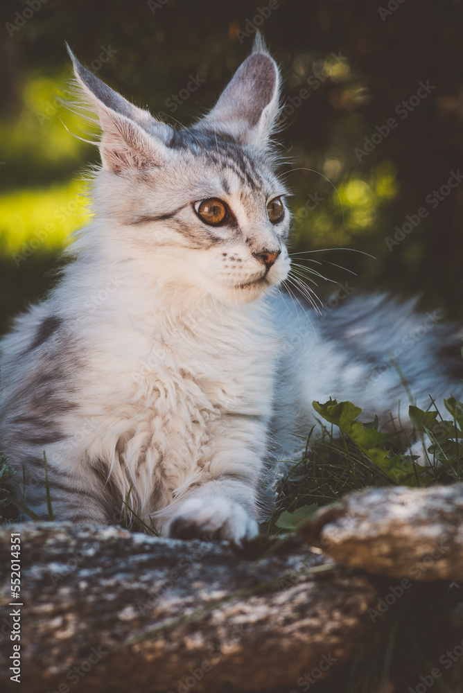 Obraz premium Junge Katze im Garten