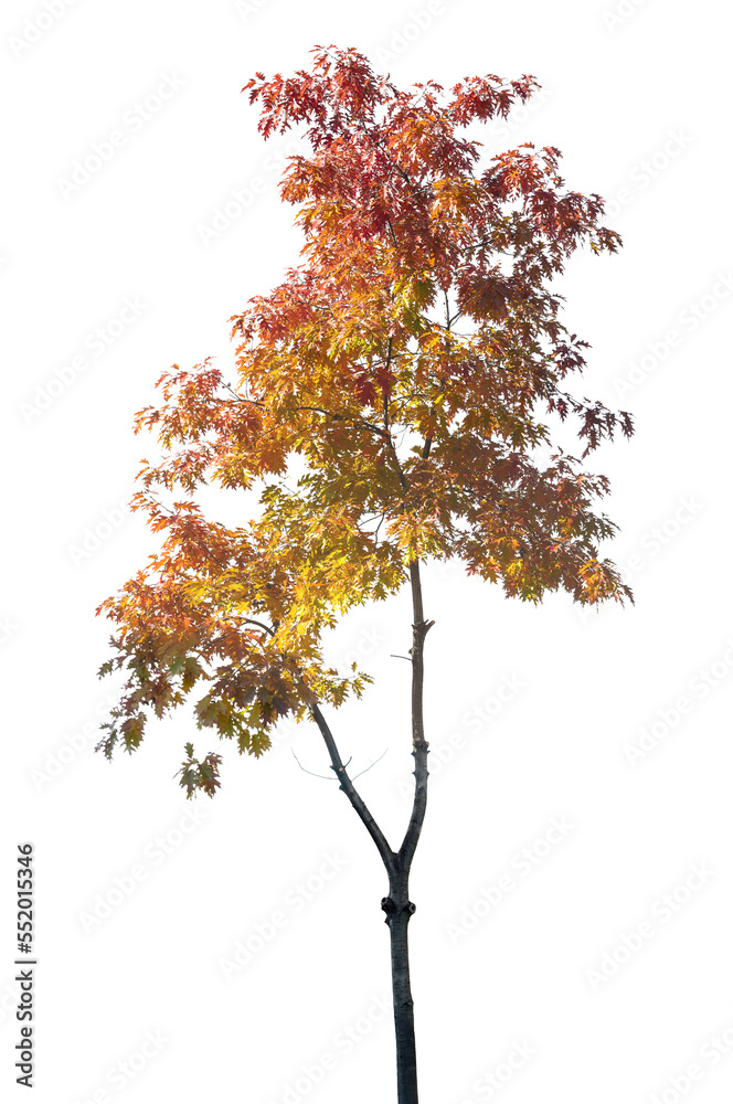 Autumn leaves, an oak tree trunk, transparent backdrop for you
