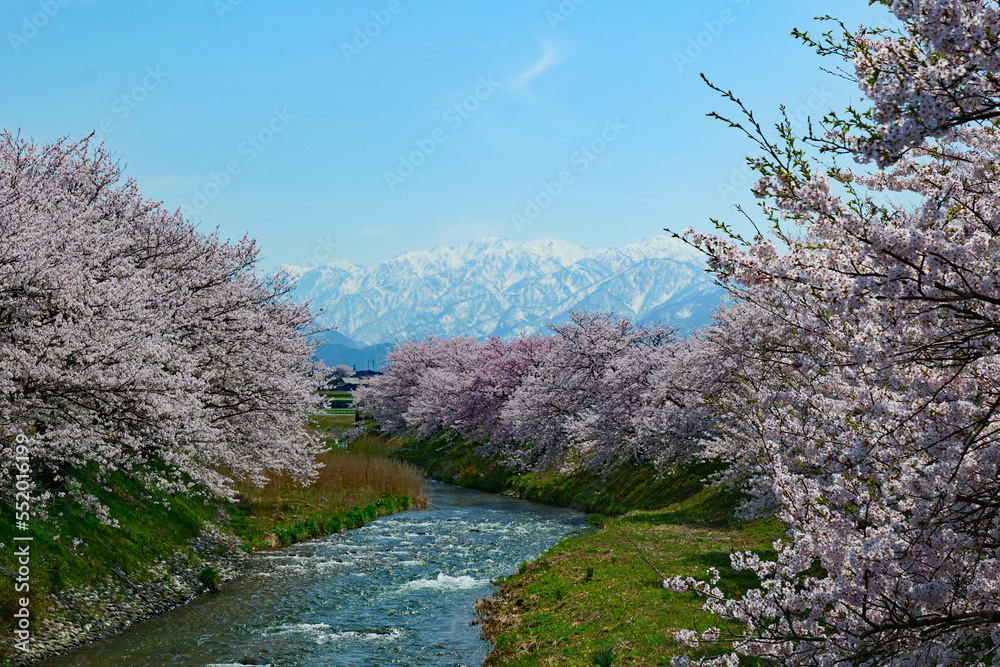 舟川べり桜並木。富山、日本。4月中旬。