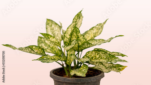Chinese Evergreen houseplant in a pot