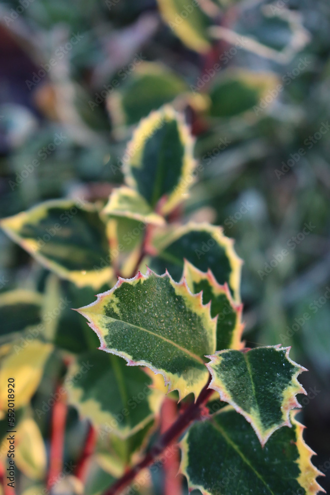 Close-up of Ilex aquifolium. Holly bush with green and yellow leaves covered with frost on winter Close-up of Ilex aquifolium. Holly bush with green and yellow leaves covered with frost on winter