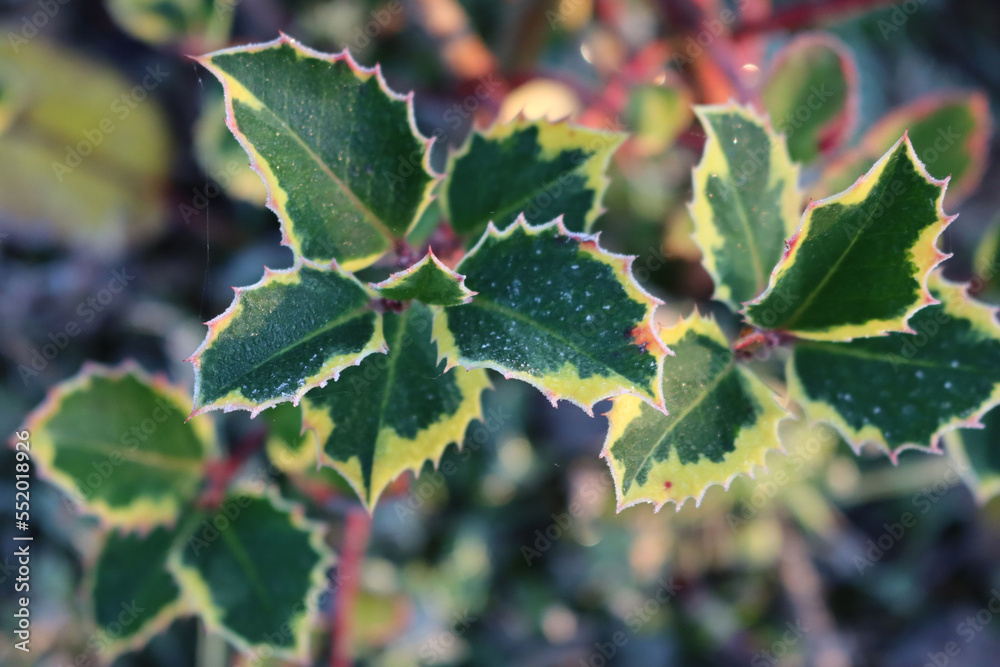 Close-up of Ilex aquifolium. Holly bush with green and yellow leaves covered with frost on winter Close-up of Ilex aquifolium. Holly bush with green and yellow leaves covered with frost on winter