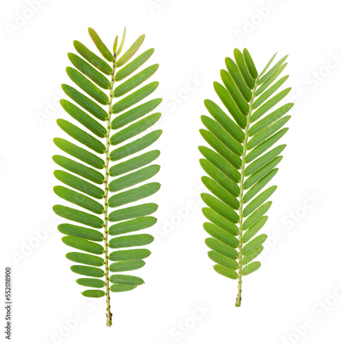 tamarind leaves isolated on transparent png