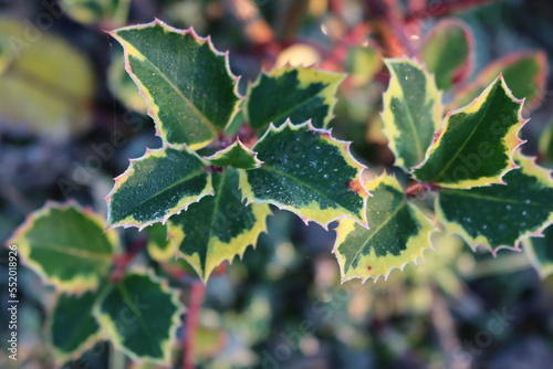 Close-up of Ilex aquifolium. Holly bush with green and yellow leaves covered with frost on winter