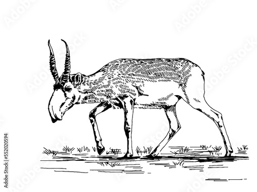 Hand drawn saiga antelope on white background sketch. Vector illustration.