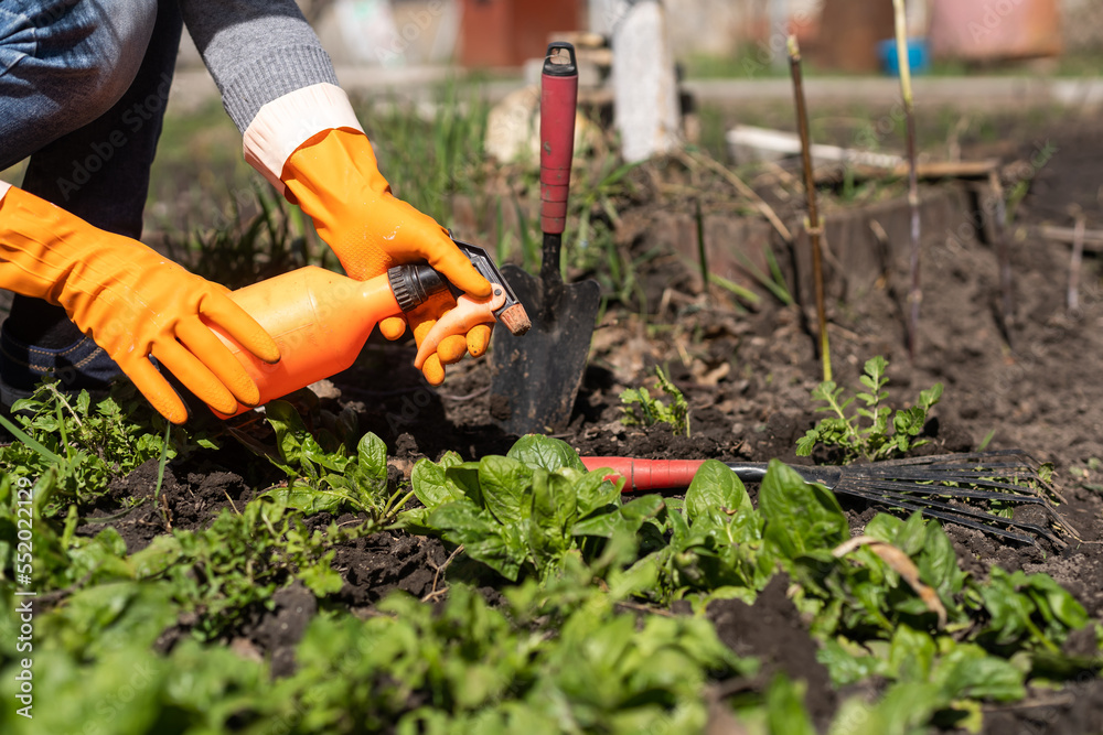 Fototapeta premium Picking spinach in a home garden. Bio spanach