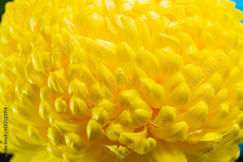 Fluffy yellow chrysanthemum flower close-up