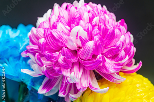 Fluffy pink chrysanthemum flower close-up on a black background