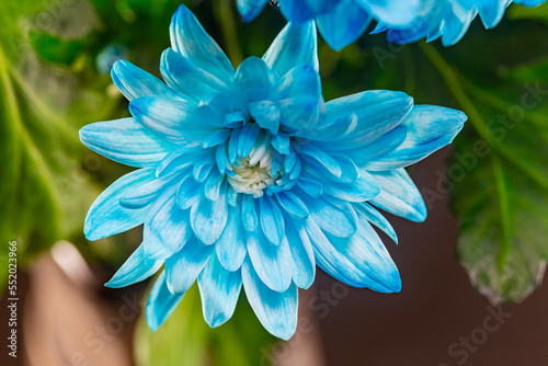 Colorful blue Chrysanthemum flower close-up