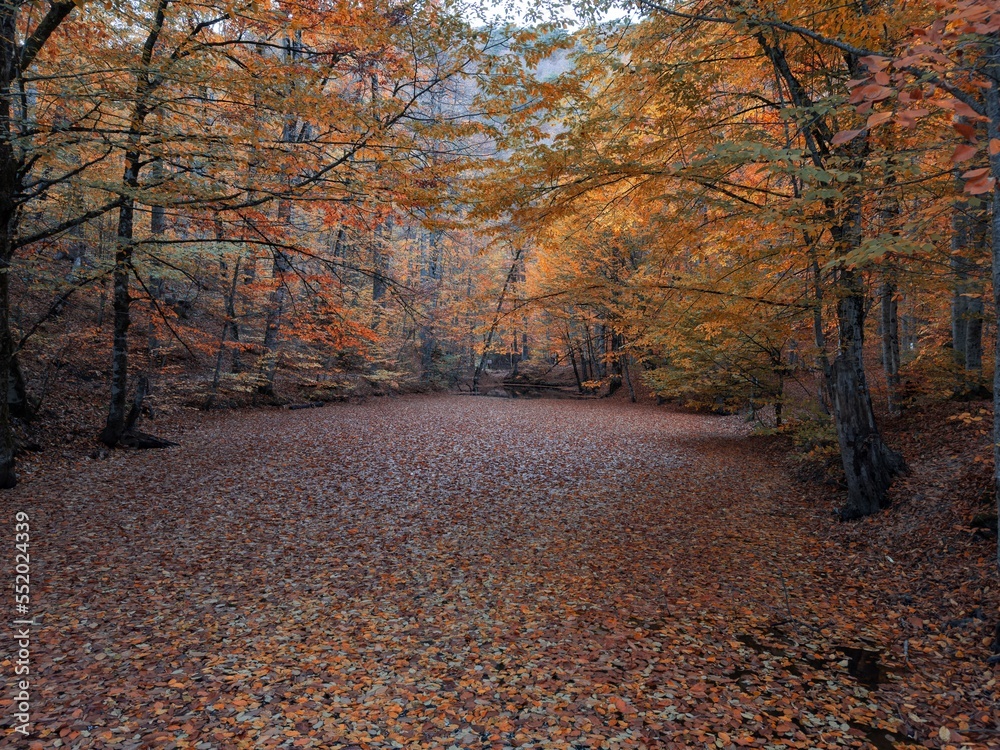 Beautiful autumn landscape. Colorful leaves covering the lake. Yedigoller, Bolu, Turkey. Beautiful autumn landscape. Colorful leaves covering the lake. Yedigoller, Bolu, Turkey.