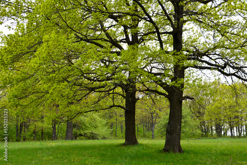 oak trees isolated in the forest with green lawn with cloudy sky 
