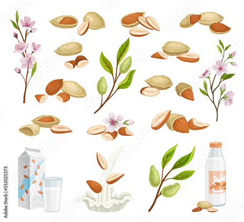 Almond Raw Nut with Blooming Branch and Milk in Carton Big Vector Set