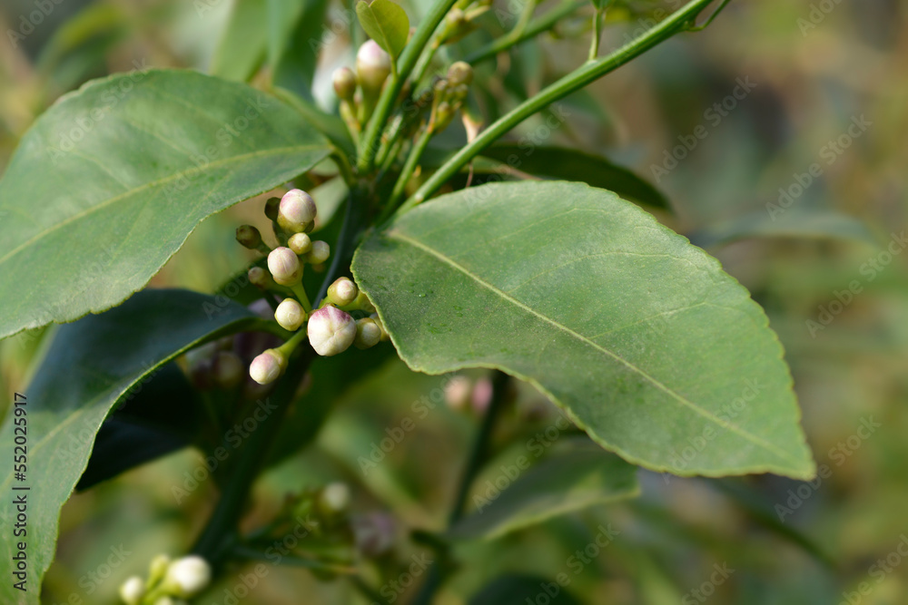 Meyer lemon flower buds and leaves Meyer lemon flower buds and leaves