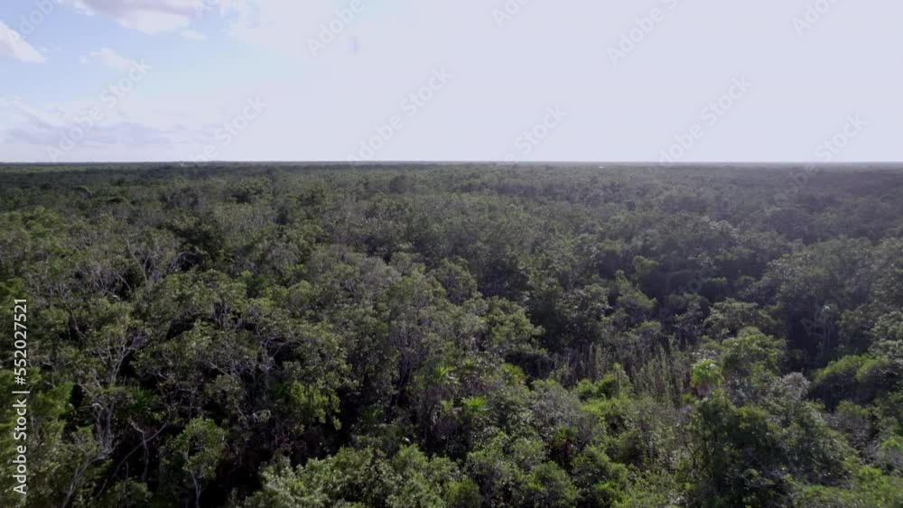 Ascending aerial shot over the dense green canopy Ascending aerial shot over the dense green canopy