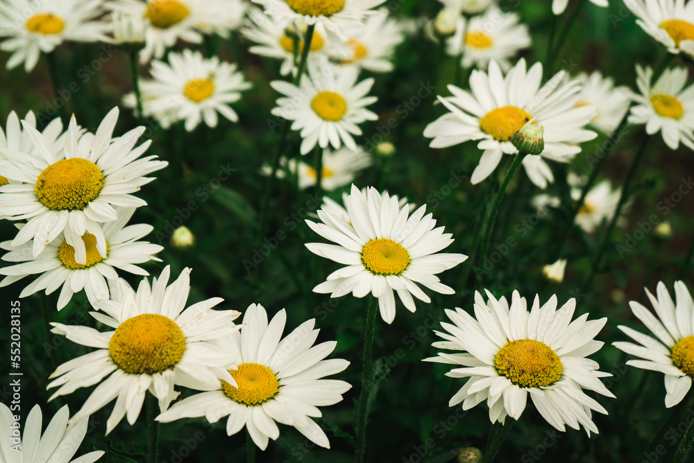 blooming daisies, chamomile flowers on a natural green background blooming daisies, chamomile flowers on a natural green background