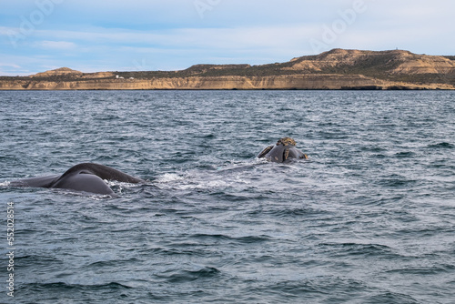 Southern right whale near the coast of the Valdes Peninsula, Argentina