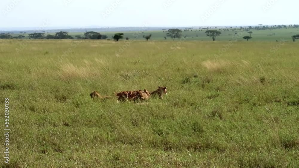 Static shot of a herd of lions eating away at a carcass previously caught Static shot of a herd of lions eating away at a carcass previously caught
