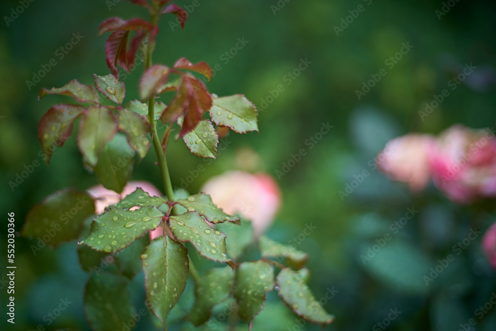 Wreath of roses with dew on leaves after rain and blooming roses in background defocused Wreath of roses with dew on leaves after rain and blooming roses in background defocused