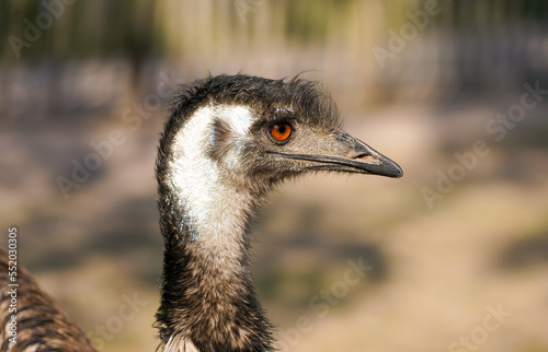 Fototapeta Side close-up portrait of an emu