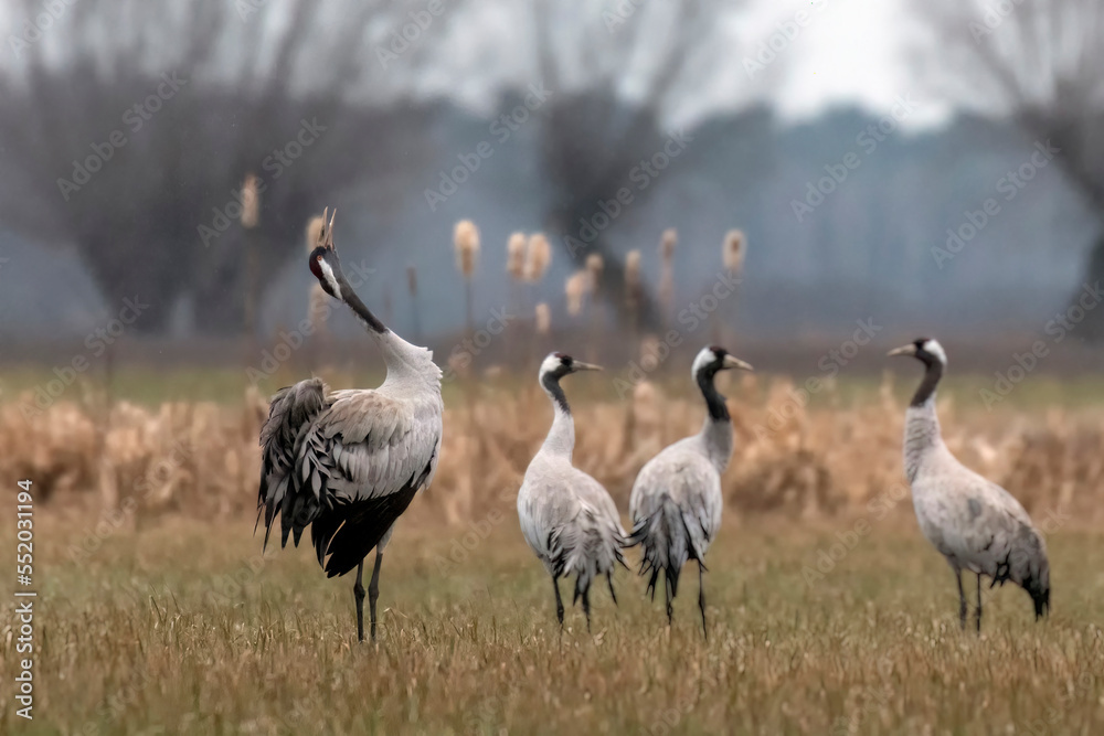 Common crane (Grus grus) in the wild. Early morning on swamp erens. Common crane (Grus grus) in the wild. Early morning on swamp erens.
