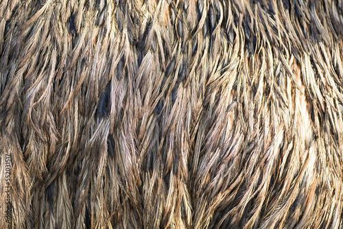 Plumage of the emu. Bird feathers close-up. Feathers background.
