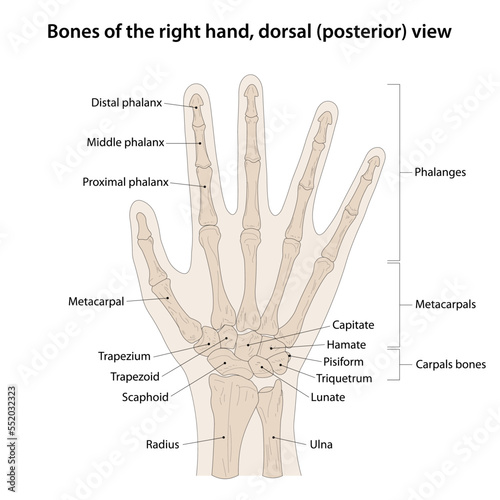 Bones of the right hand, dorsal (posterior) view