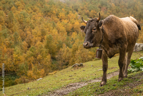 Cow grazing in mountains cloud and rain weather © Leonid