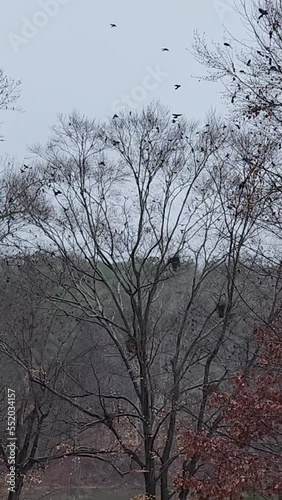 A vertical video of a large  flock of migratory birds flying in Mooresville, North Carolina on Dec 6, 2022. photo