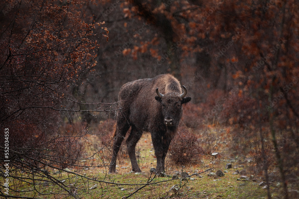 Herd of european bison hides in the bushes. Wood bison during winter