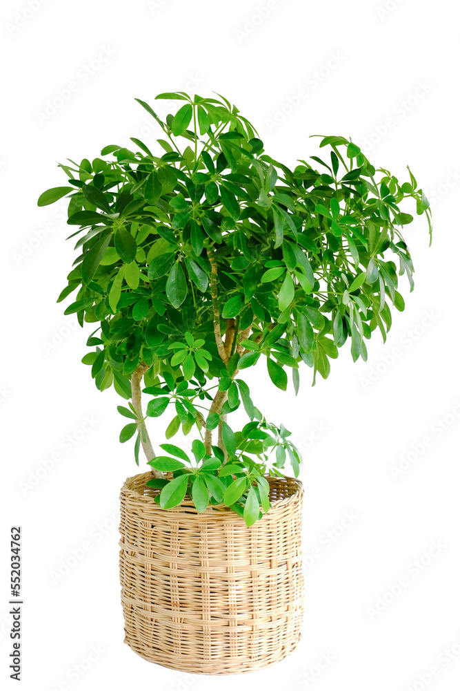Octopus Tree or Umbrella Tree (Schefflera Actinophylla). Green plant growth in rattan pot for modern interior decoration. Beautiful Octopus tree in nature basket pot, isolated on white background