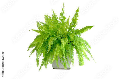 Tiger fern or Boston fern ( Nephrolepis exaltata Bostoniensis ) growing in modern pot. Beautiful fresh green Common sword fern for home decoration, isolated on white background