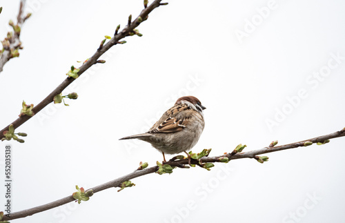 Sparrow on a branch. A wild little bird sits on a tree branch. Plants and animals in spring. Resting sparrow.