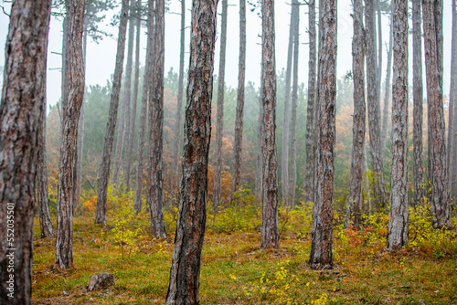 Fototapeta Naklejka Na Ścianę i Meble -  misty autumn forest