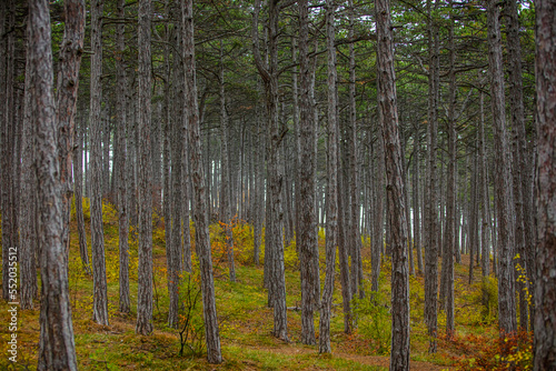 misty autumn forest 