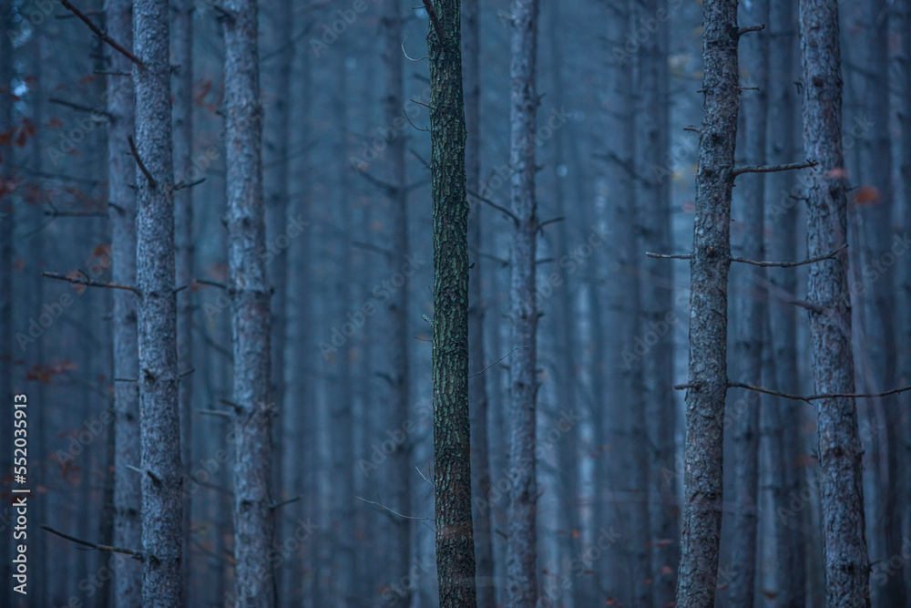 Fototapeta premium misty autumn forest