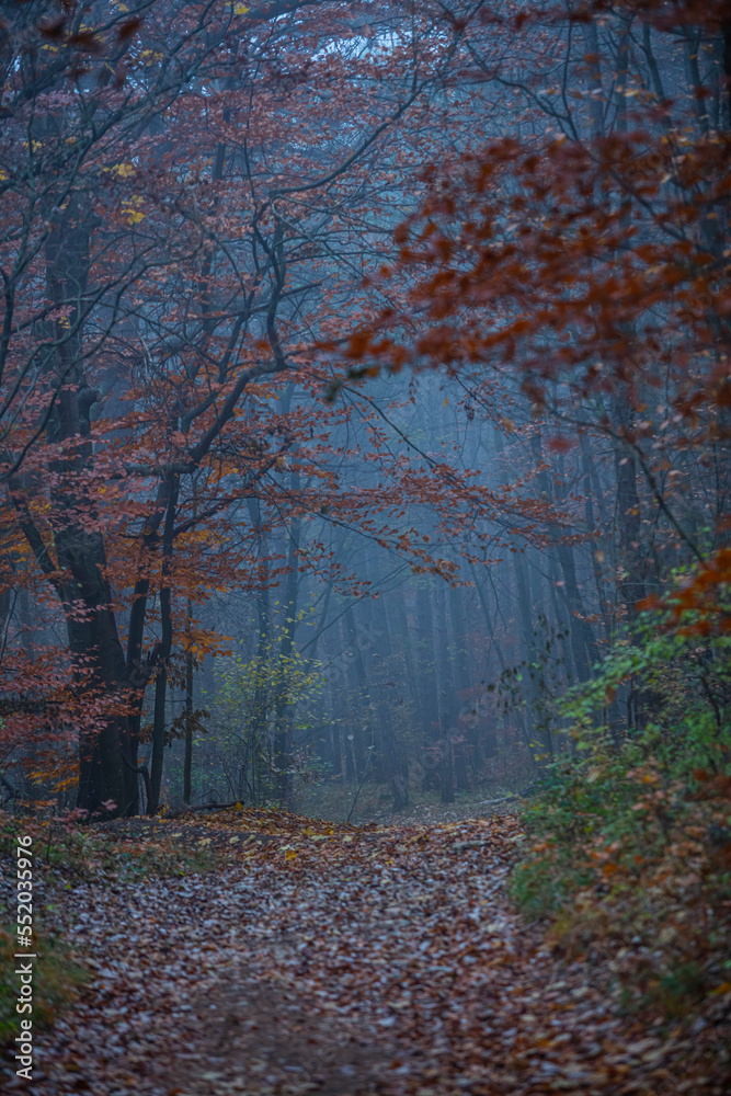 Obraz premium misty autumn forest